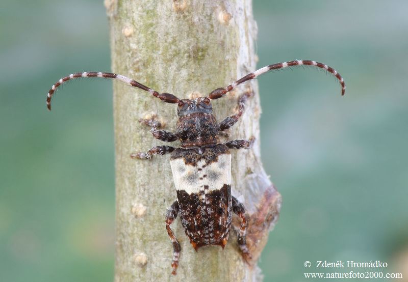 tesařík, Pogonocherus hispidulus, Cerambycidae, Pogonocherini (Brouci, Coleoptera)